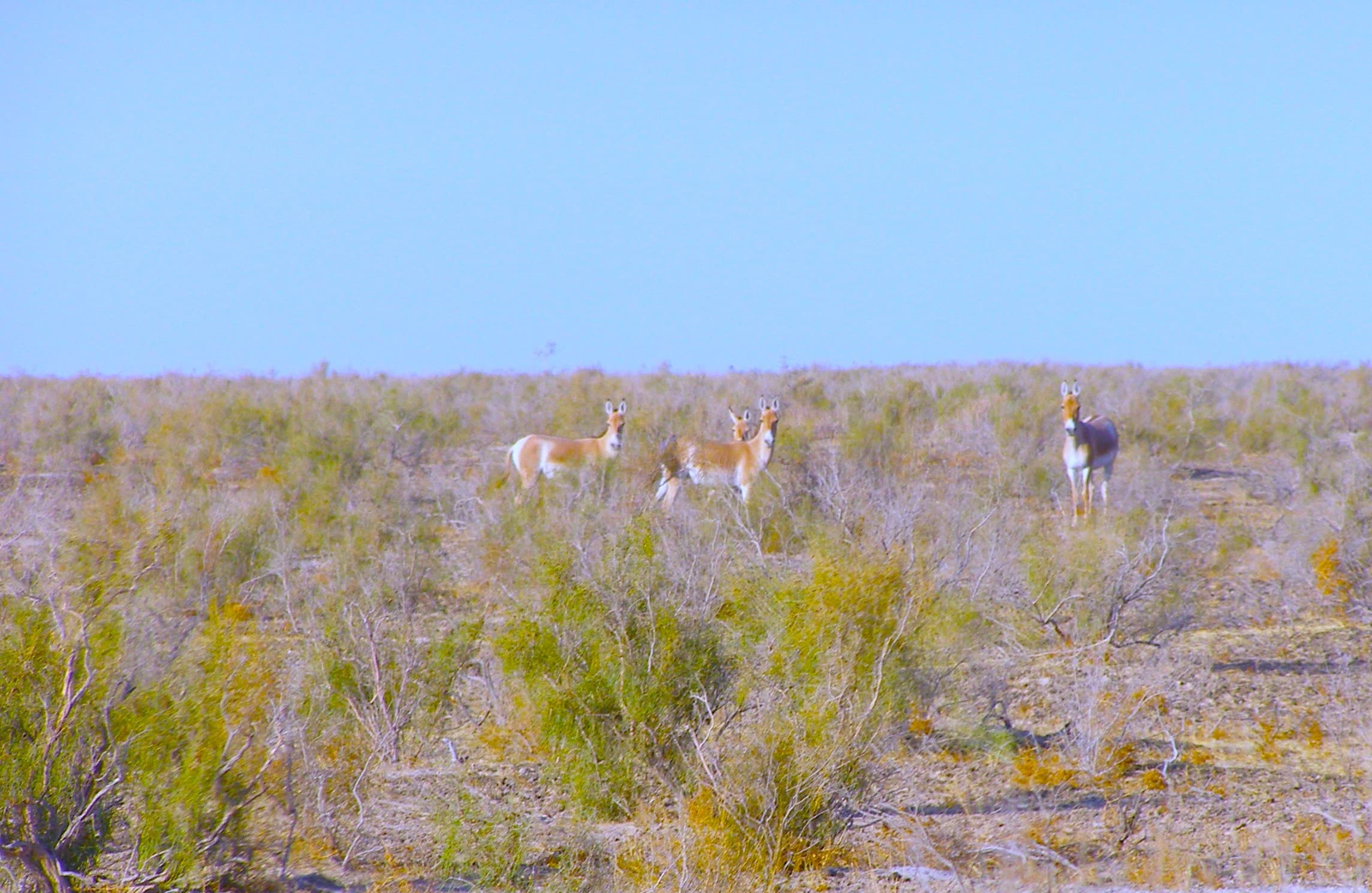 undp-and-partners-organized-workshop-biodiversity-conservation-and-effective-management-pas