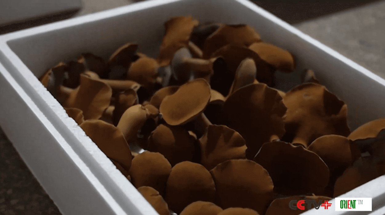 intelligent-indoor-farming-helps-scale-edible-mushroom-production-zhejiang
