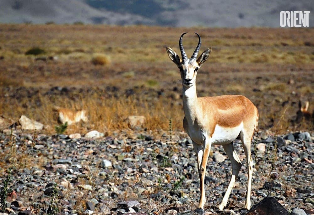 Top 7 Central Asian wildlife needing protection