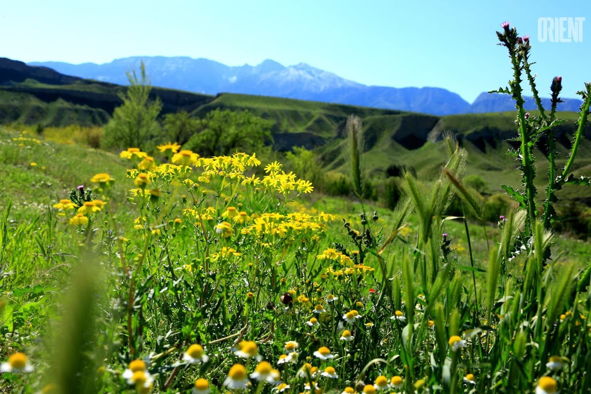 bringing-rain-a-magic-seven-and-other-ancient-rituals-of-novruz