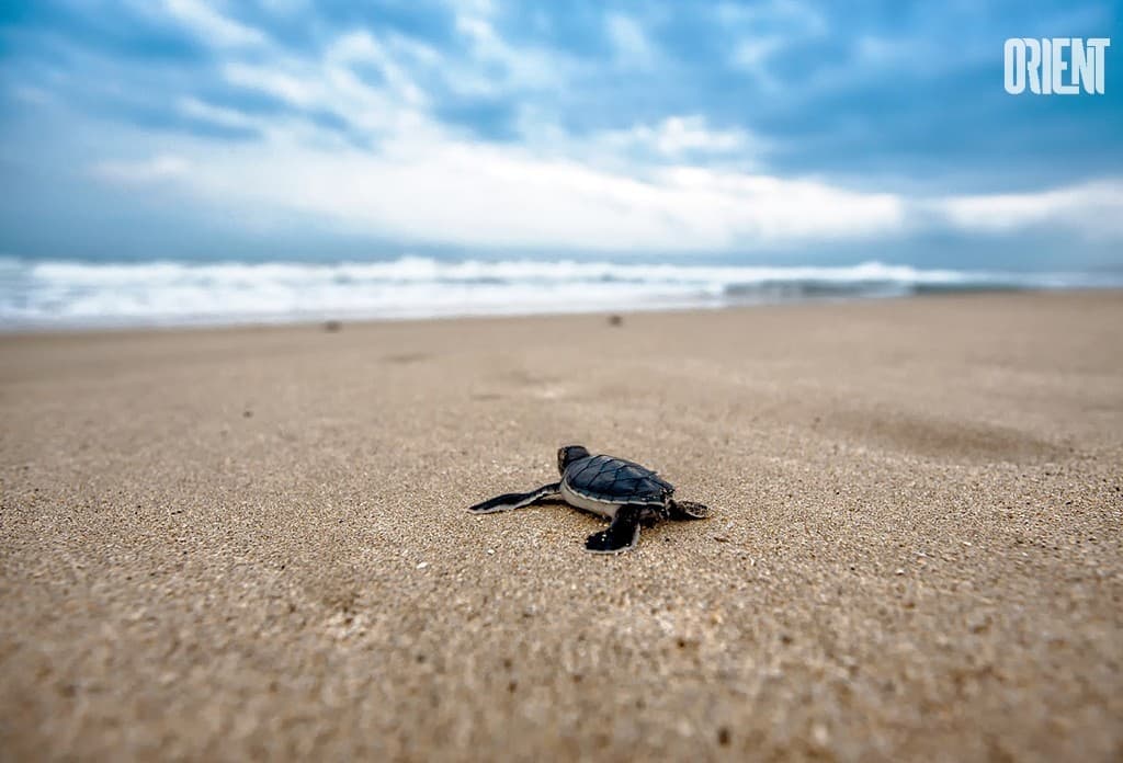 The Clean Seas UN initiative - at the Olympic Games in Tokyo 2020