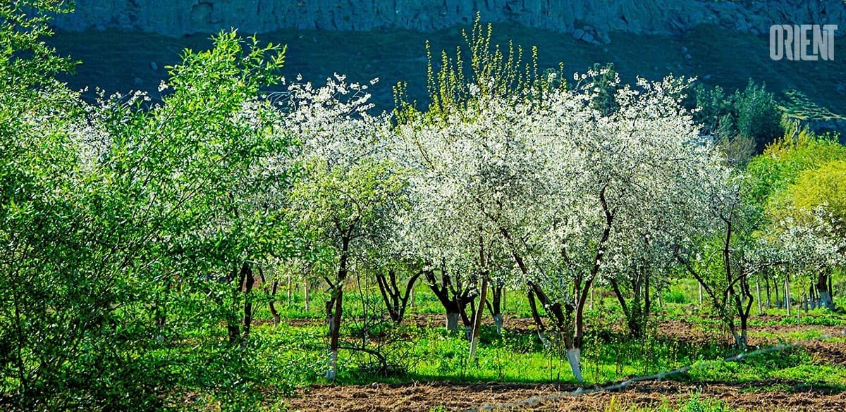 In the northern province of Turkmenistan, new fruit gardens have been planted on 200 hectares