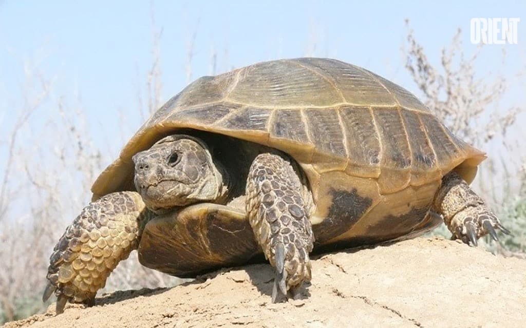 Red turtles are “evacuated” in the south of Tajikistan
