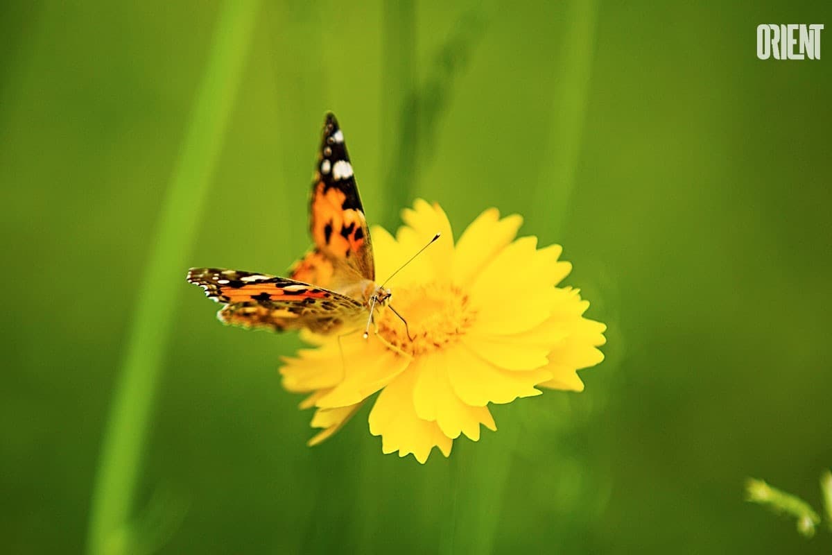 Butterflies invasion in Ashgabat