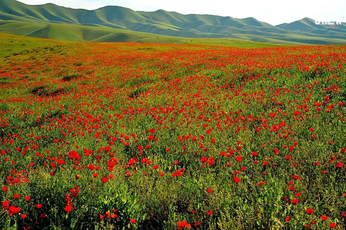 Environmental projects of Turkmen students deserve the highest mark of the international jury