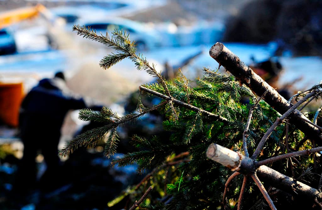 post-holiday-disposal-of-christmas-trees