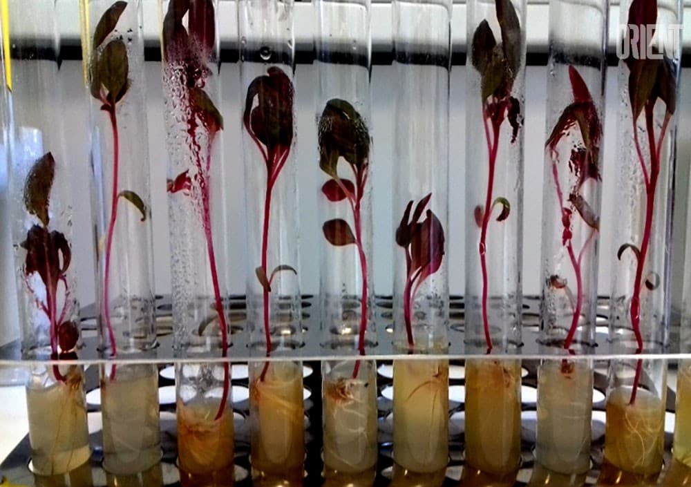 medicinal-plants-in-the-medical-science-of-turkmenistan