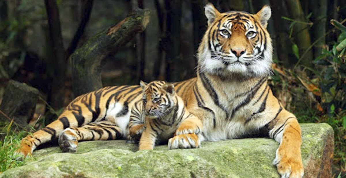 is-it-possible-to-resurrect-the-caspian-tigers