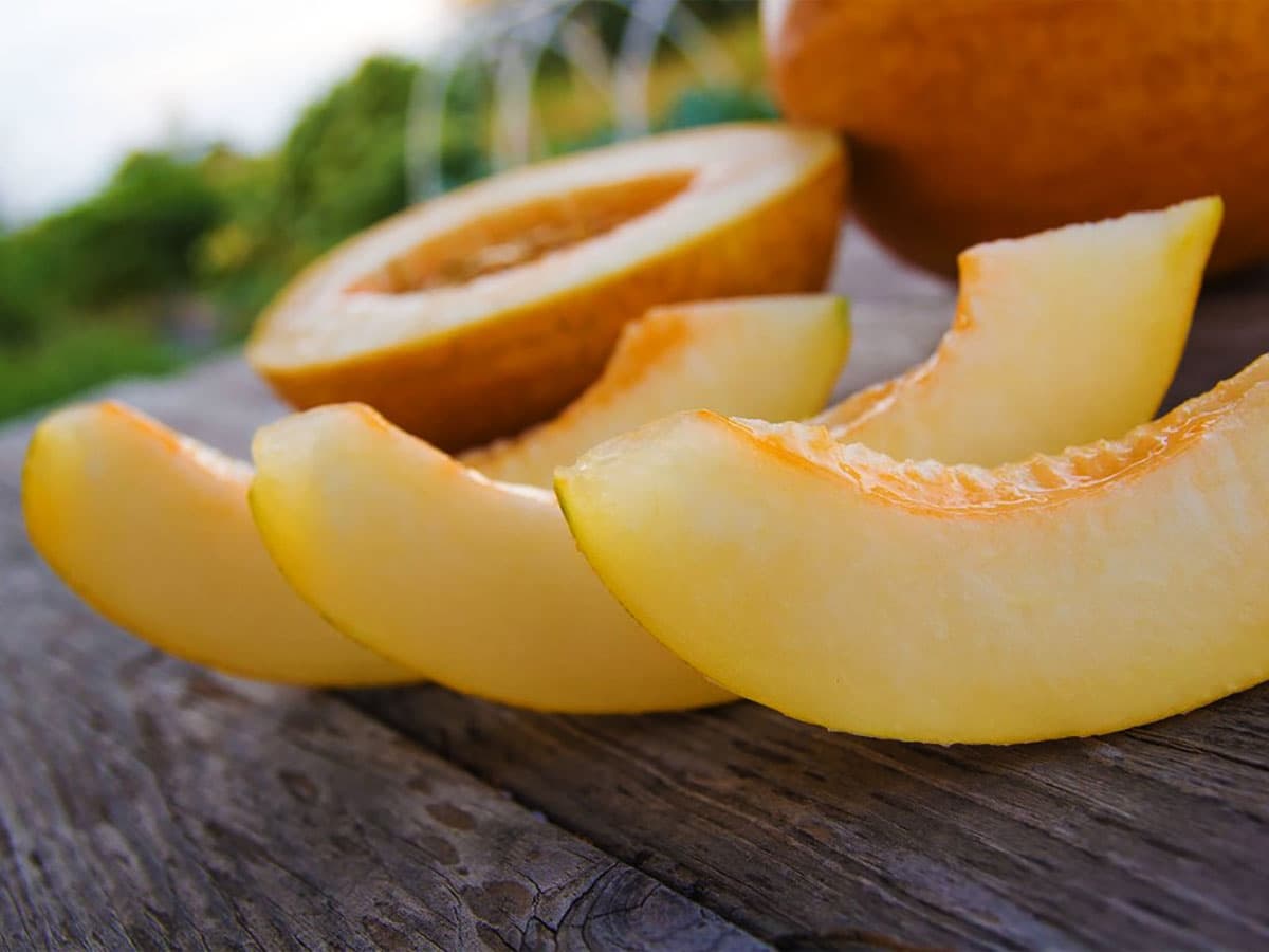 melon-the-pleasure-of-summer