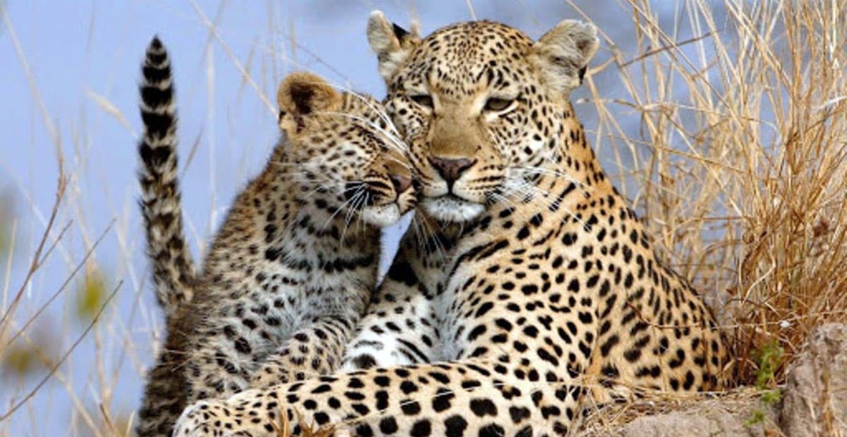 in-sochi-descendants-of-the-turkmen-leopard-released-into-the-wild