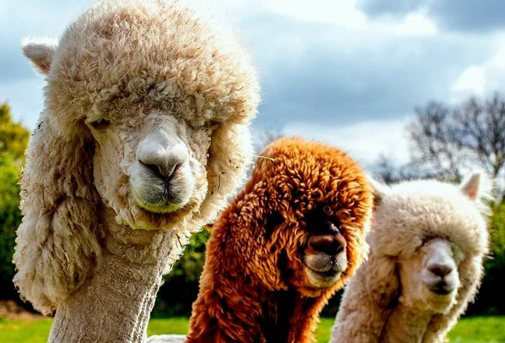 Animals at football: match in England was suspended owing to alpaca