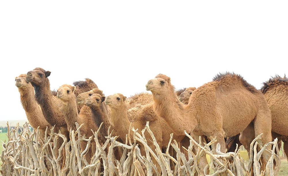 healing-products-made-from-natural-wool