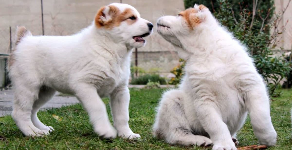 alabai-is-in-the-top-five-guard-dog-breeds-according-to-the-russian-cynological-federation