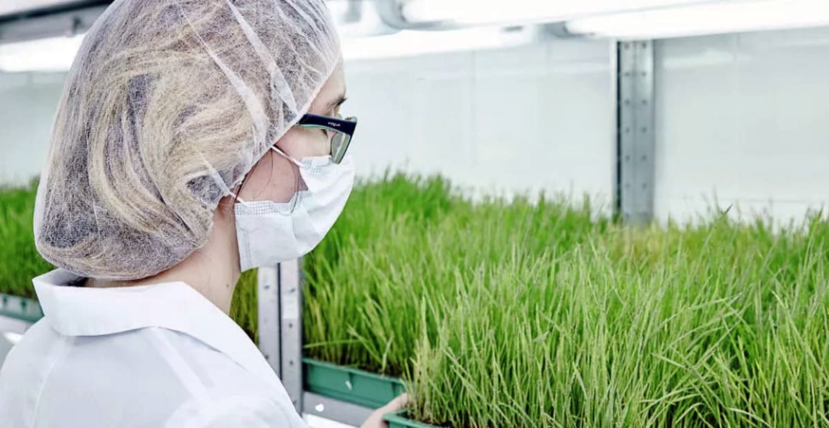 predatory-insects-help-grow-ecologically-clean-vegetables