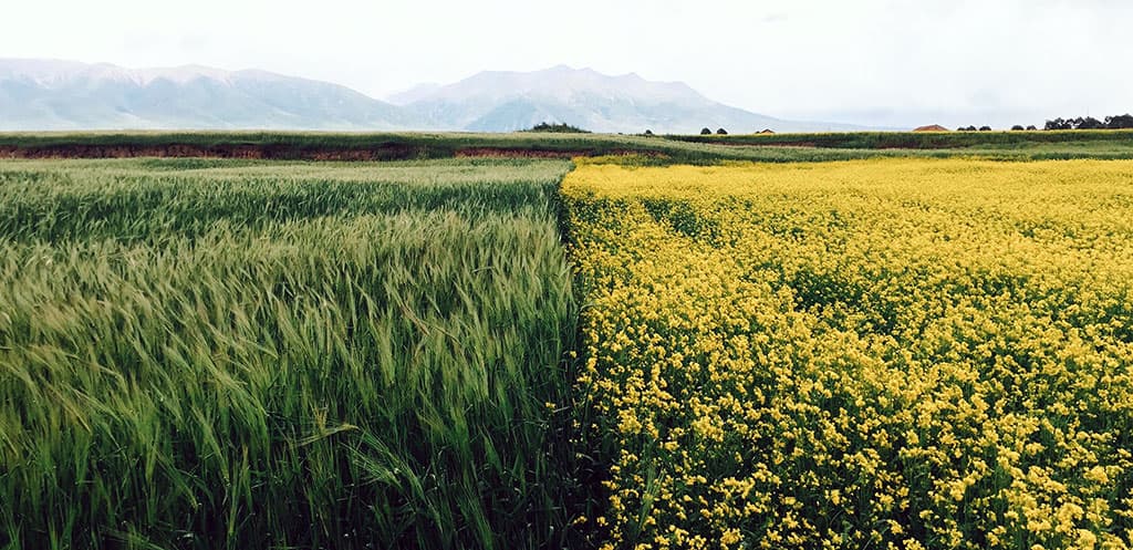 Agro-ecology – a contribution to food safety and nature protection