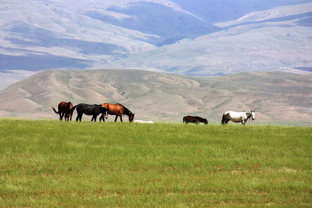 world-habitat-day-how-to-help-nature