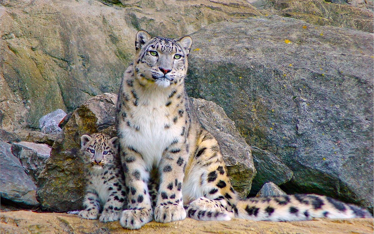 tatarstan-host-international-conference-snow-leopard-protection