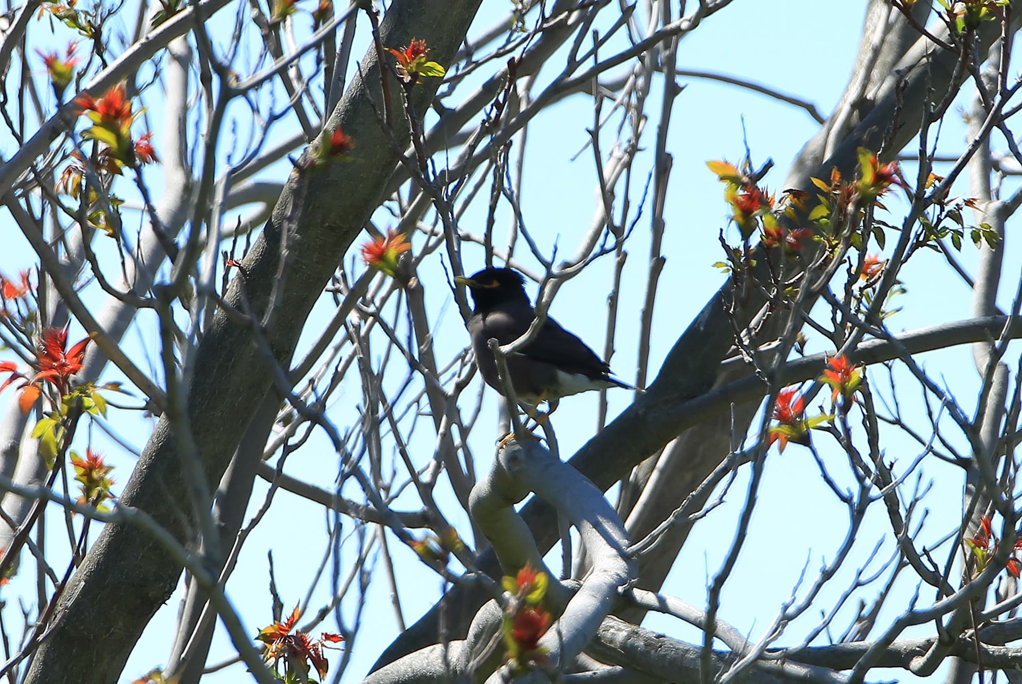 ashgabat-schoolchildren-were-invited-fascinating-world-birds
