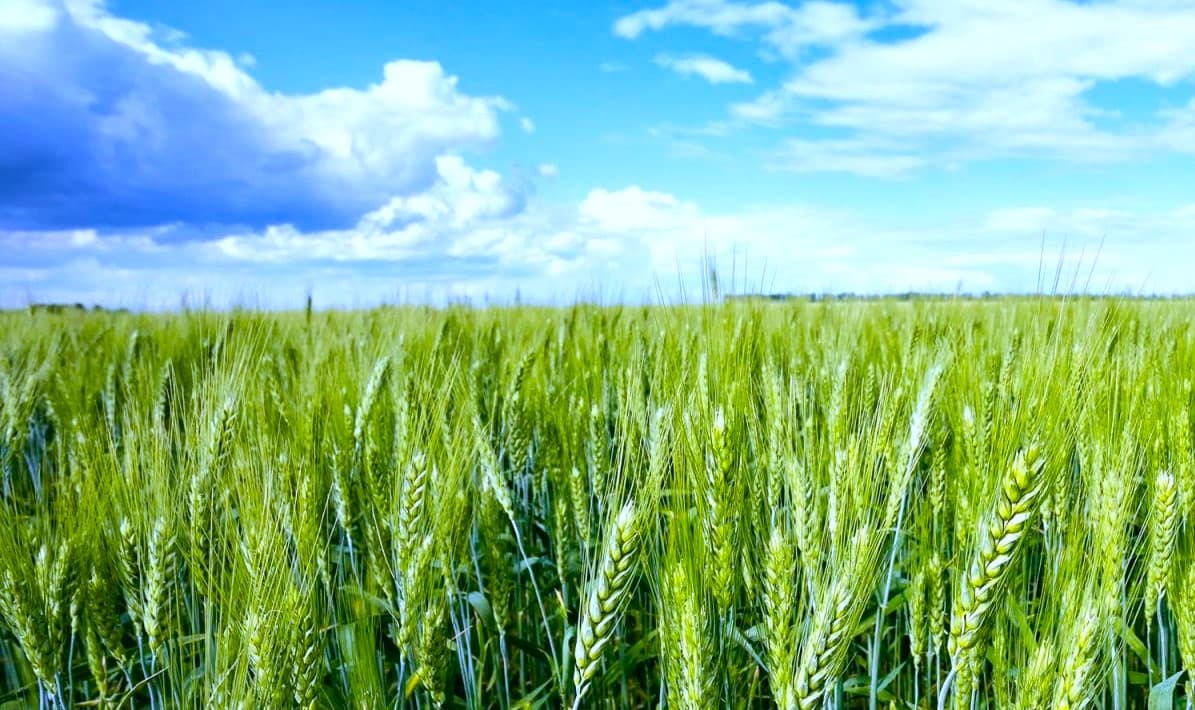 uzbekistan-i-nacag-obsudili-perspektivy-sotrudnichestva-po-sokrashcheniyu-vybrosov