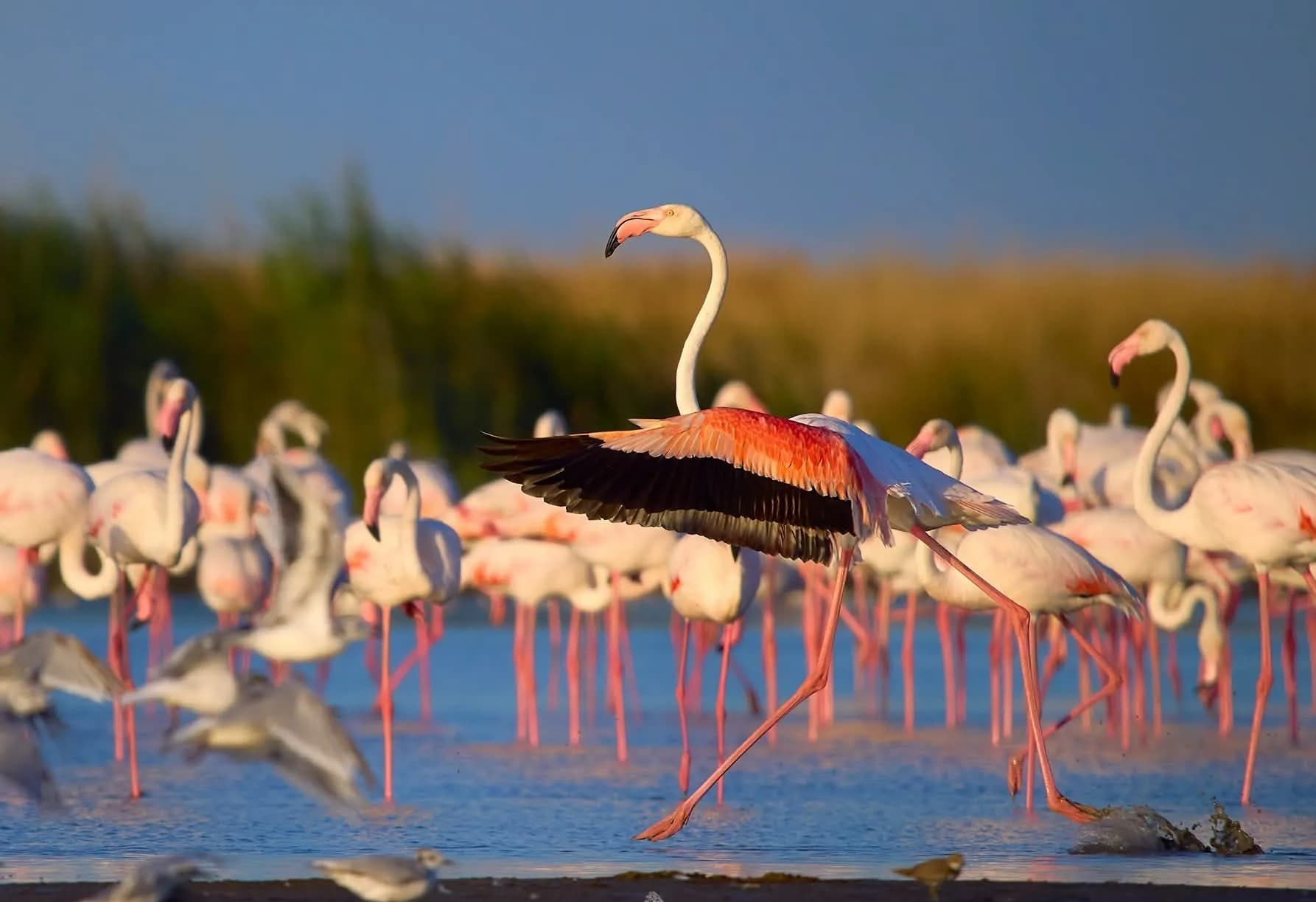 caspian-littoral-states-prepare-agreements-marine-research-and-anti-poaching