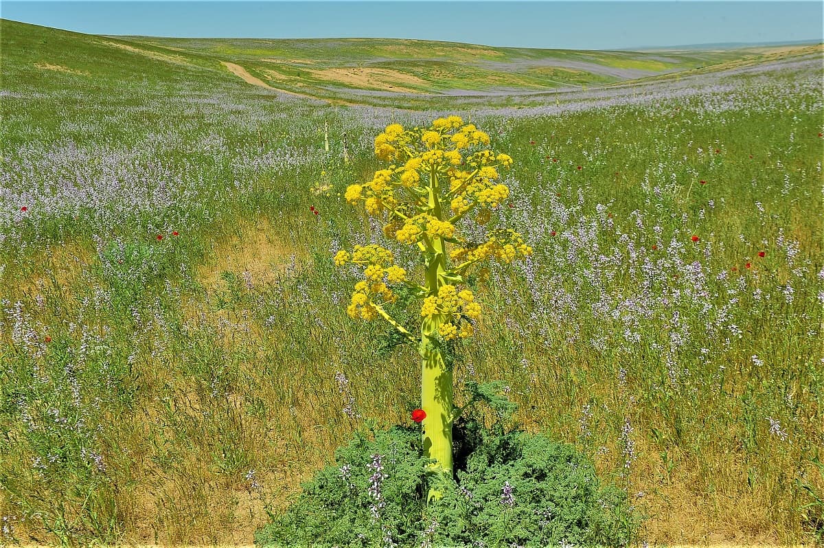 turkmenistan-and-uzbekistan-launch-pilot-project-restore-ferula