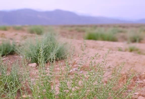 turkmenskie-uchenye-zapatentovali-unikalnuyu-maz-na-osnove-efirnogo-masla-polyni