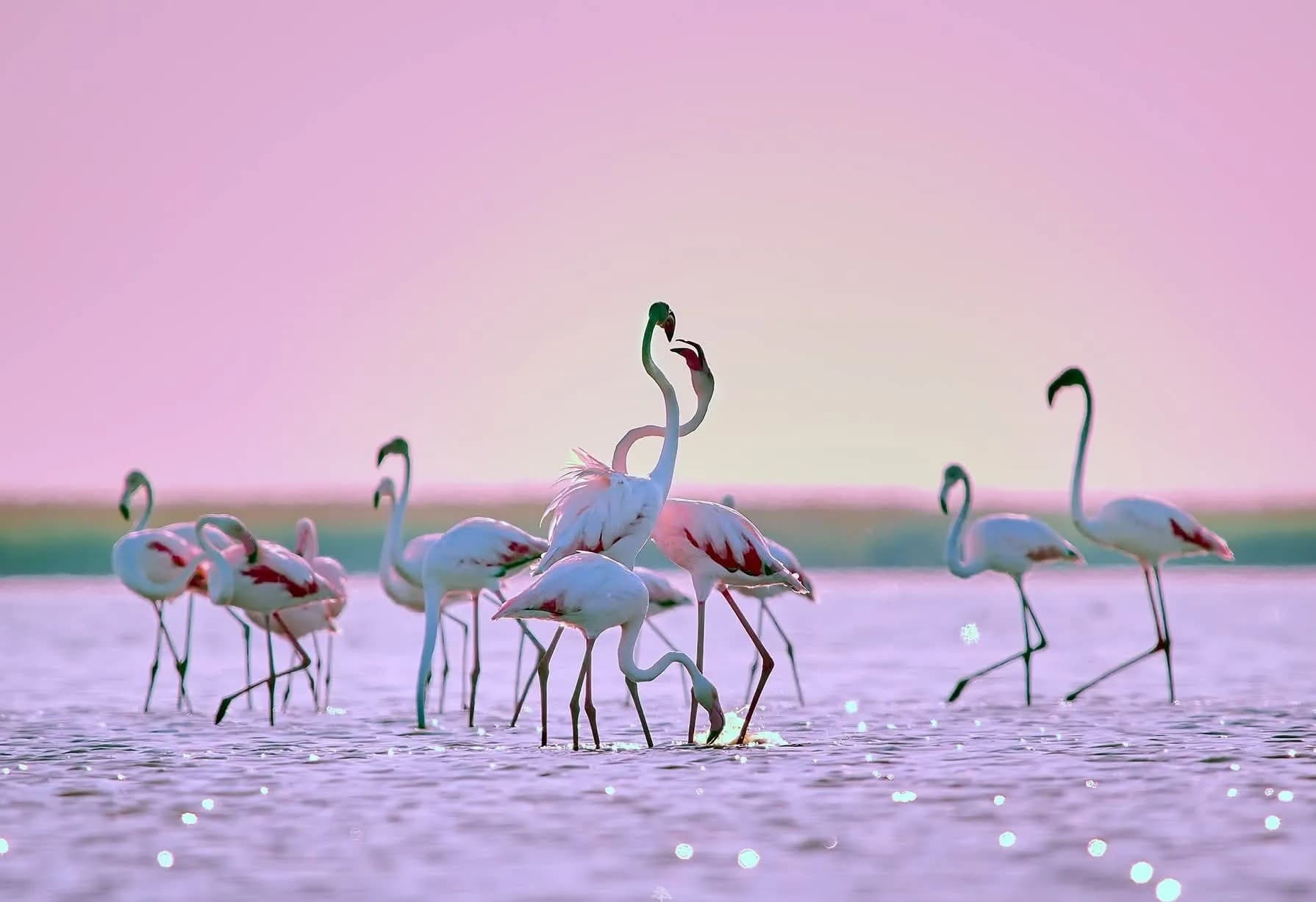 khazar-reserve-caspian-birds-winter-2025