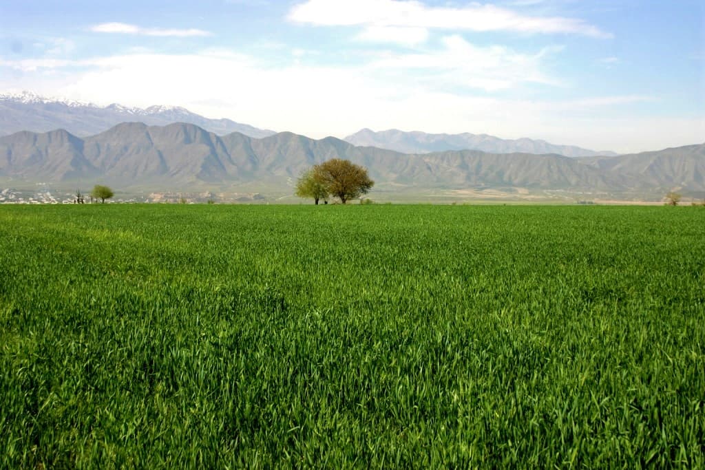 president-turkmenistan-working-meeting-agriculture-health-day-2026