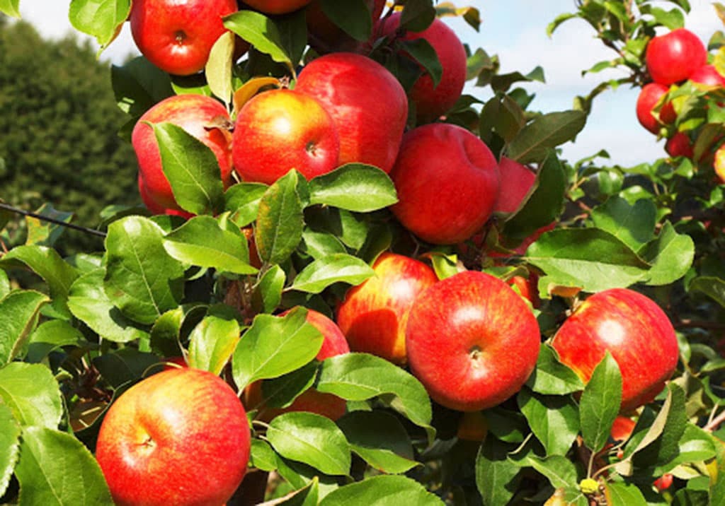 onlajn-konsultacii-dlya-turkmenskih-agronomov