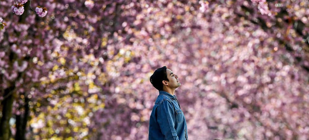 aromat-cvetushhej-sakury-v-muzyke-mameda-gusejnova