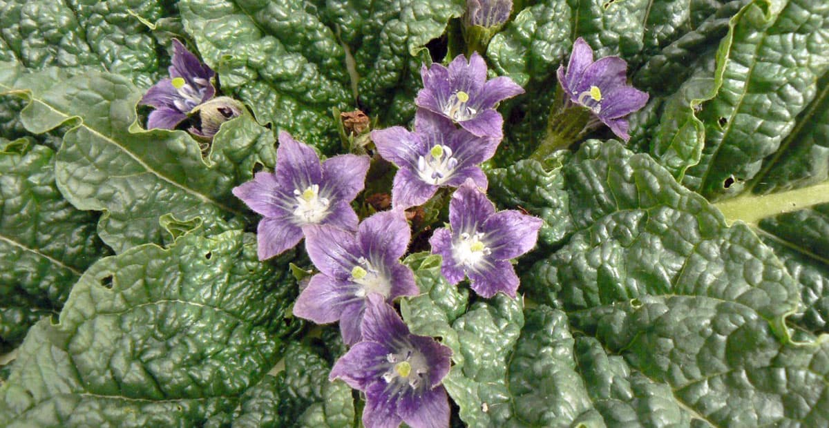 selmelek-ili-mandragora-turkmenskaya-rastenie-celitel