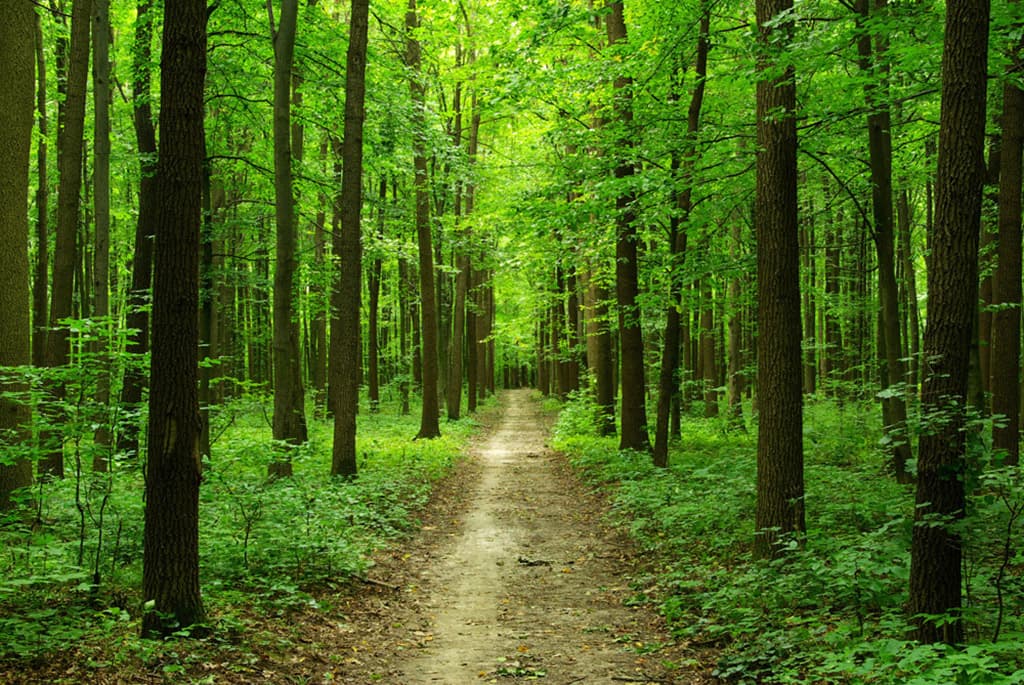 ЮНЕП запускает виртуальное путешествие по трем лесам мира