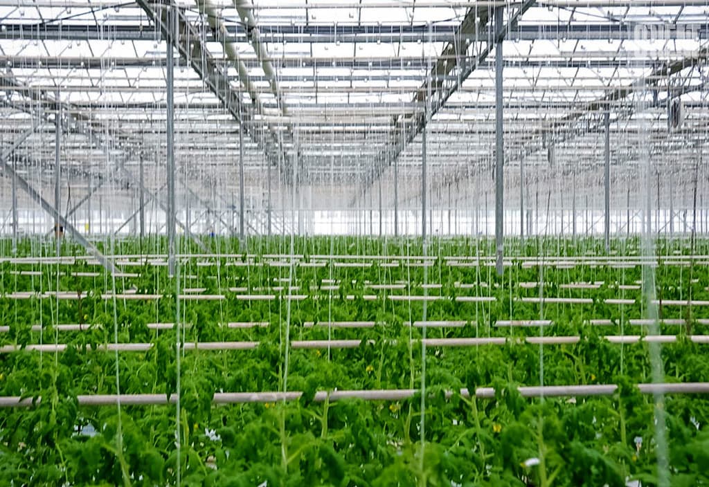 chto-vyrashhivajut-teplichnye-hozyajstva-turkmenistana-i-kakie-tehnologii-ispolzujut