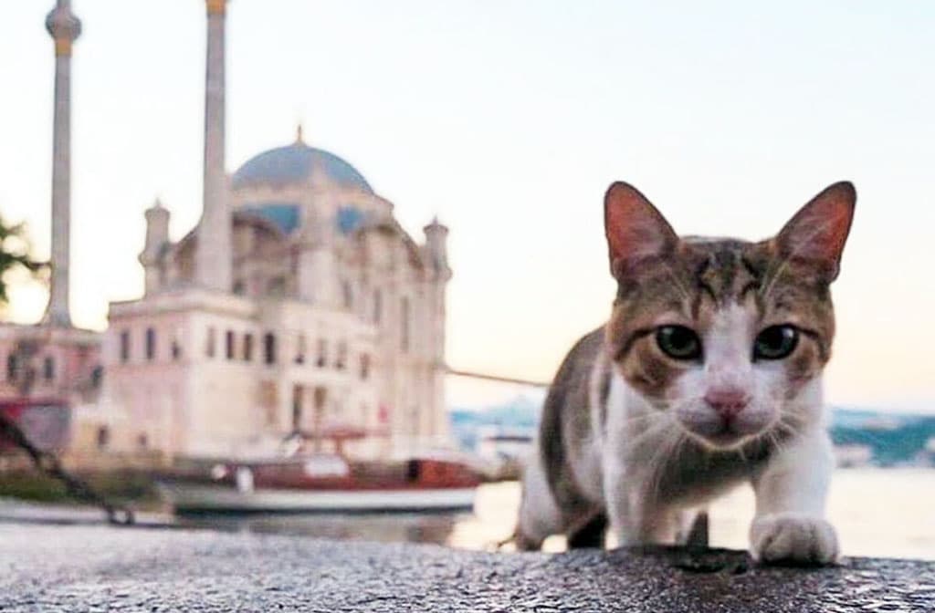 zhivotnye-v-turcii-stali-eshche-bolshe-zashchishcheny-zakonom