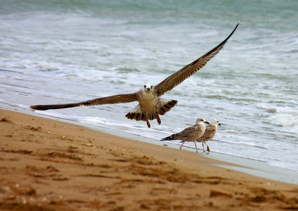 uroven-kaspiya-snizilsya-na-5-10-sm-za-god-iranskie-uchenye