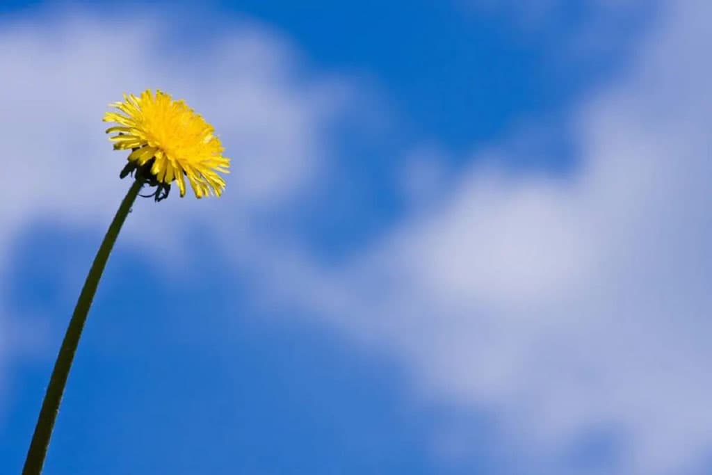 7-sentyabrya-mezhdunarodnyj-den-chistogo-vozduha-pochemu-eto-vazhno