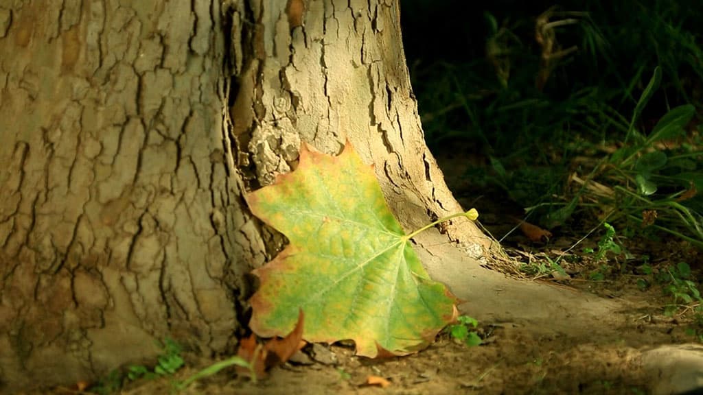 v-turkmenistane-prognoziruyut-poholodanie-ozhidaetsya-ponizhenie-temperatury-i-dozhdi