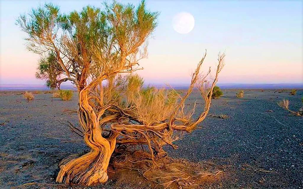 turkmenistan-will-launch-new-program-aral