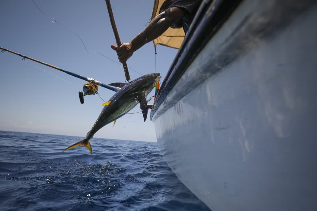 v-mire-prinadlezhnost-ryby-la-mansha-i-eko-vstrecha-bolshoj-dvadcatki