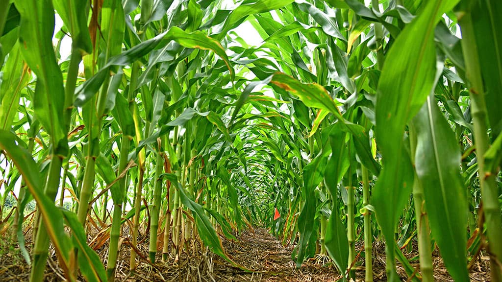 UIET expands areas for crop production