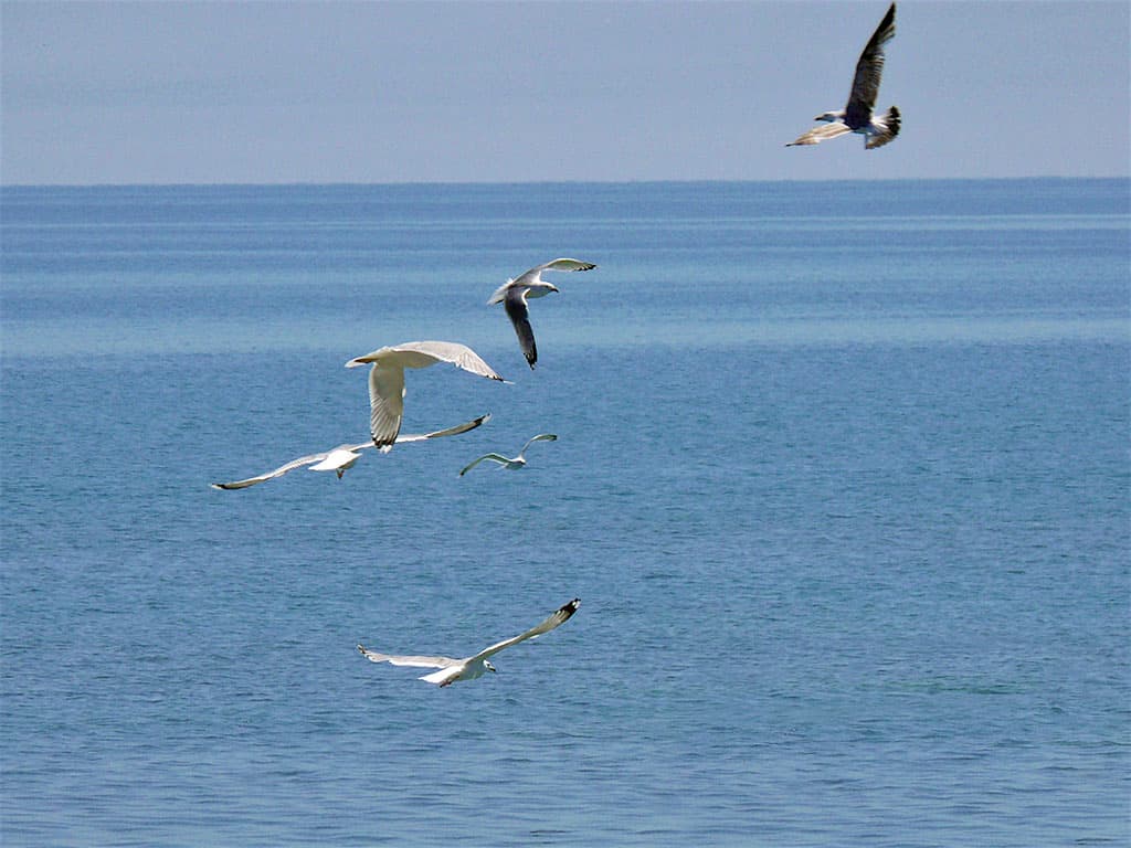 prikaspijskie-strany-prodlili-na-2022-g-moratorij-na-kommercheskij-vylov-osetrovyh