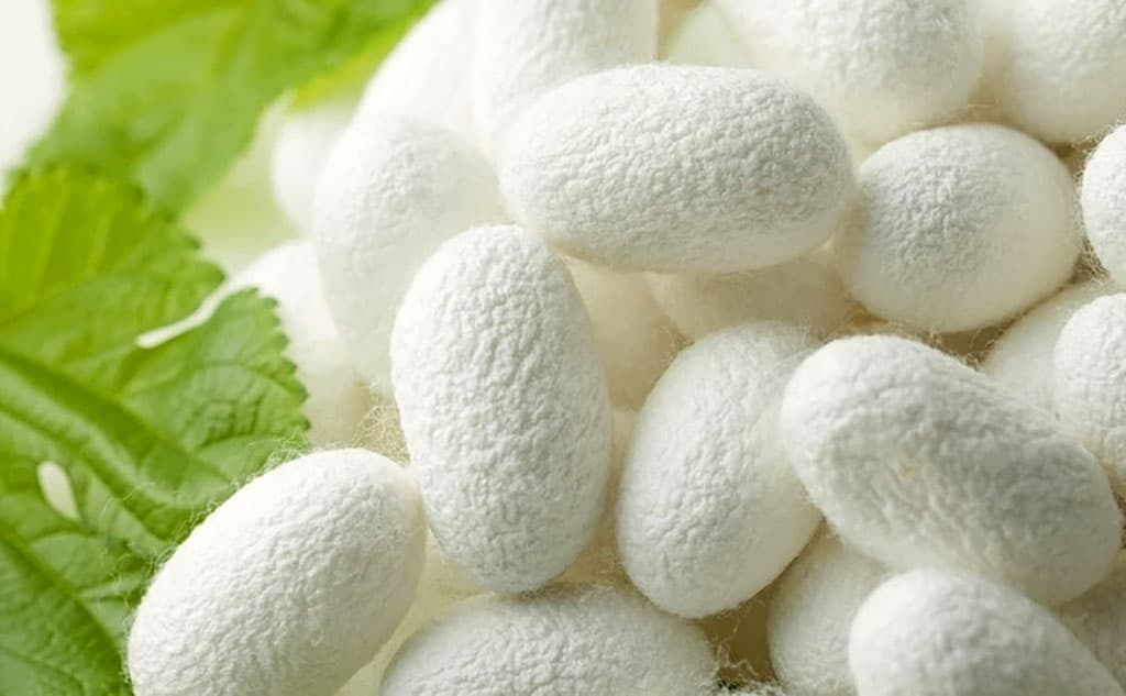 v-2022-godu-turkmenistan-nametil-proizvesti-2-tysyachi-300-tonn-kokonov-shelkopryada