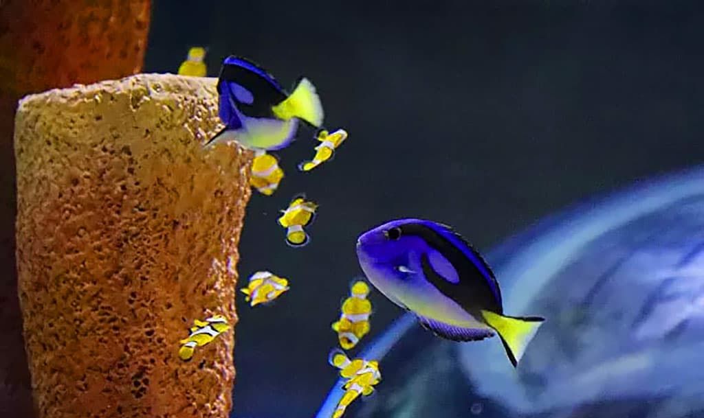 v-tashkente-zarabotal-bolshoj-okeanarium