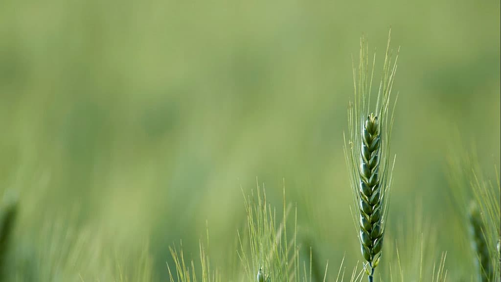 Islamic finance: "Green Sukuk" for green projects