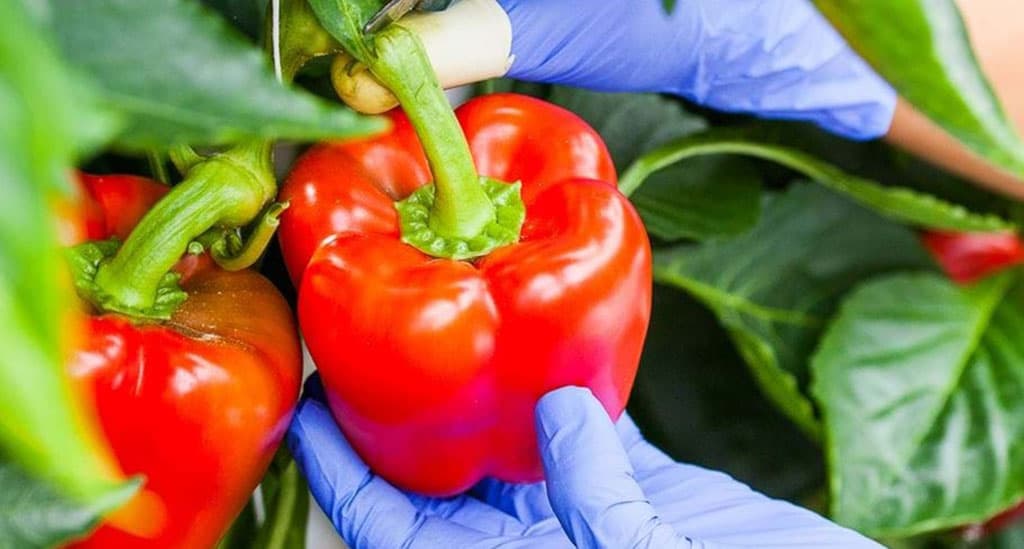 turkmenskie-agrarii-obsudili-voprosy-vnedreniya-mezhdunarodnyh-standartov-na-selhozprodukciyu2