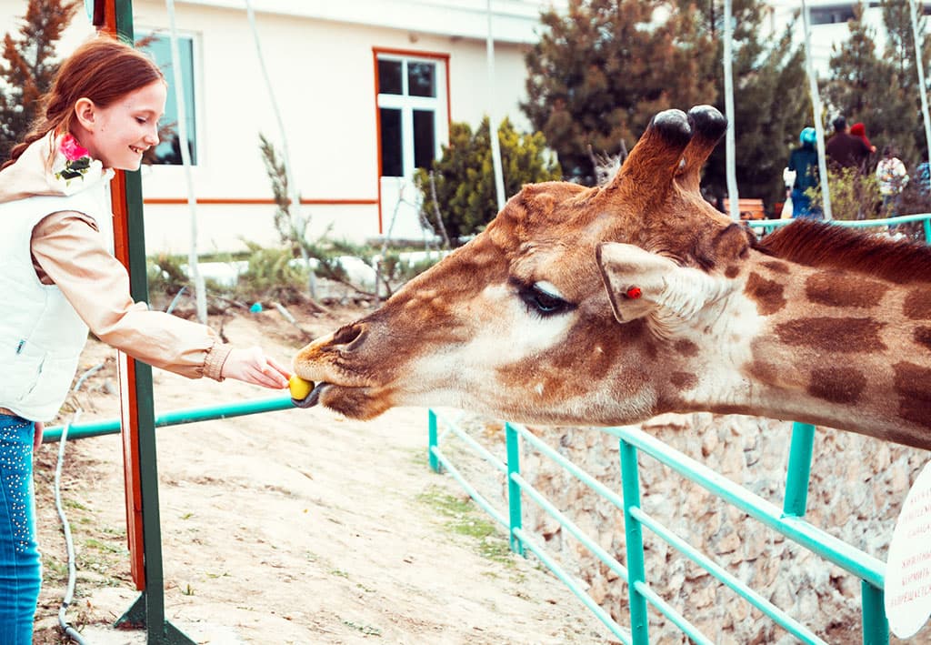 ashhabadskij-zoopark-snova-priglashaet-posetitelej