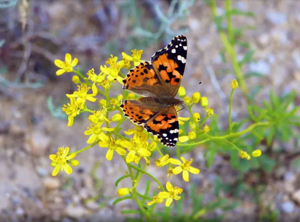 turkmenskaya-vesna-fotoreportazh-orient