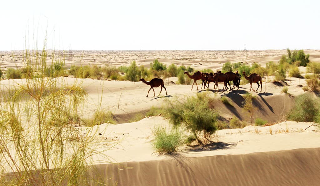 turkmenistan-makes-another-step-forward-global-climate-action