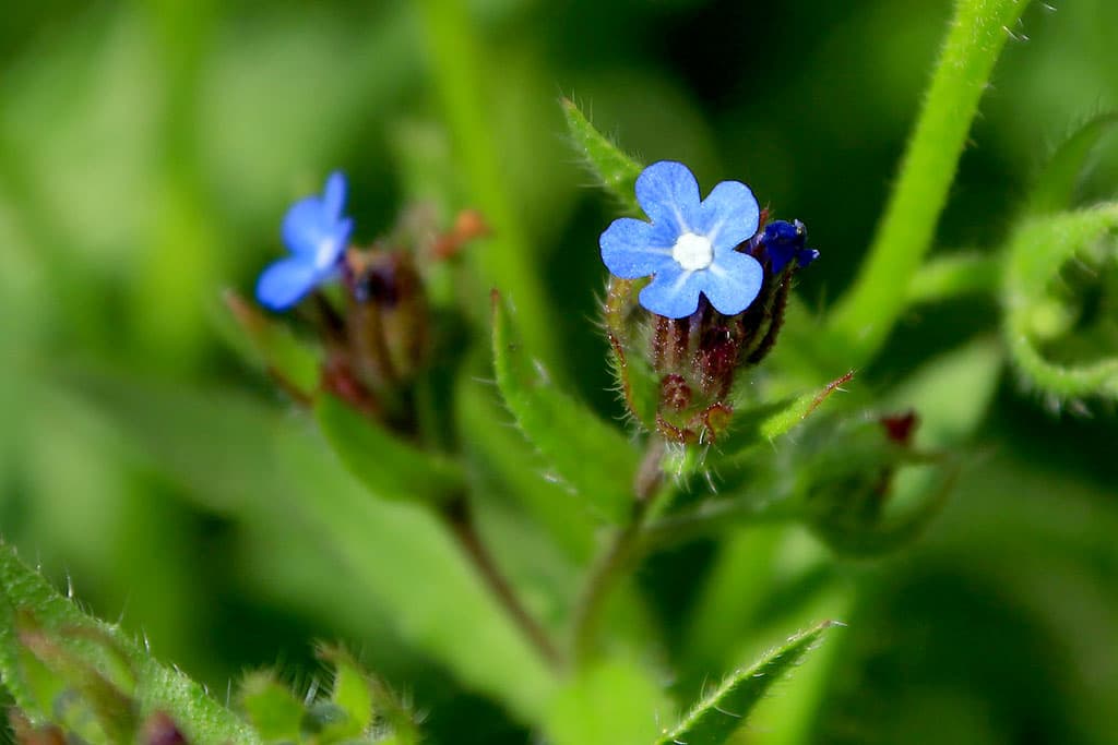 turkmenistan-v-chisle-139-poluchatelej-granta-gef-po-sohraneniyu-bioraznoobraziya