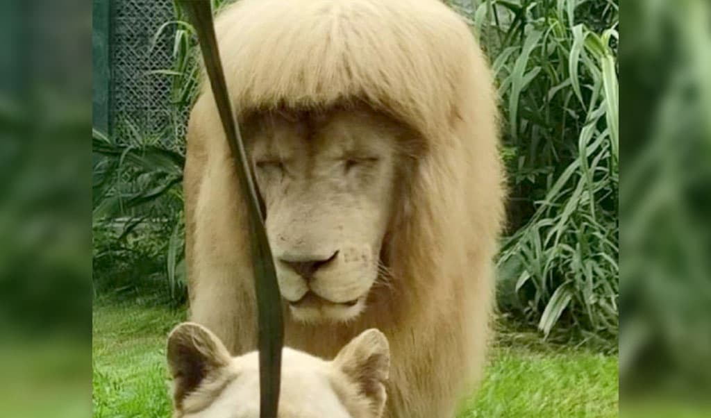 u-lva-v-zooparke-guanchzhou-poyavilas-glamurnaya-chelka-iz-za-vlazhnosti